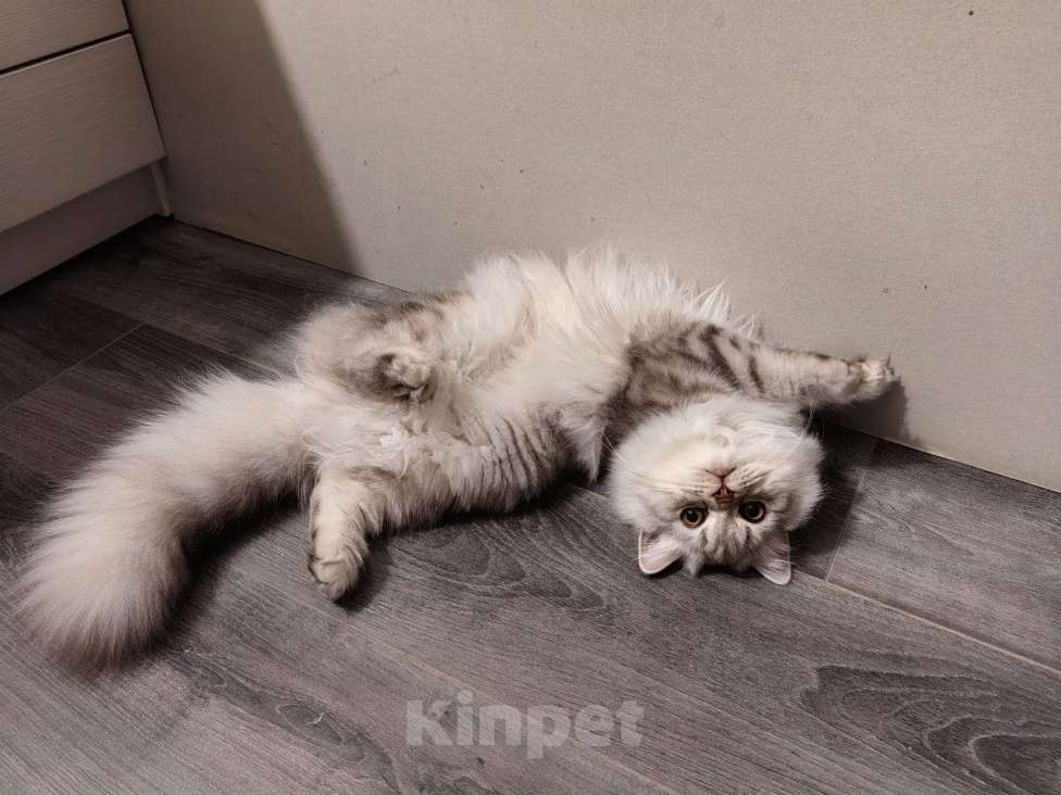 Кошки в Северодвинске: Британская кошка Девочка, 40 000 руб. - фото 7