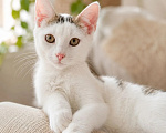 Кошки в Санкт-Петербурге: Котенок в добрые руки Мальчик, Бесплатно - фото 3