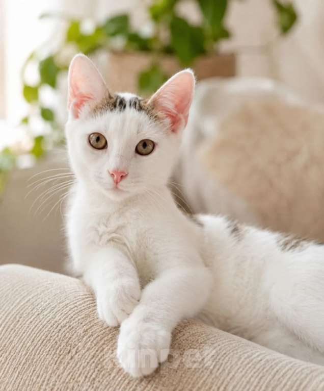 Кошки в Санкт-Петербурге: Котенок в добрые руки Мальчик, Бесплатно - фото 3