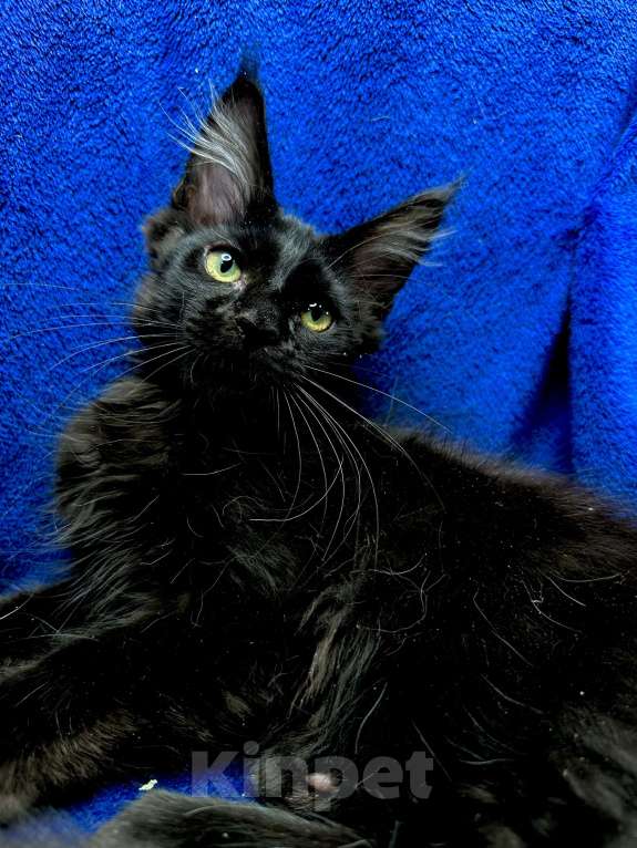 Кошки в Москве: Мейн-кун котенок Мальчик, 45 000 руб. - фото 2