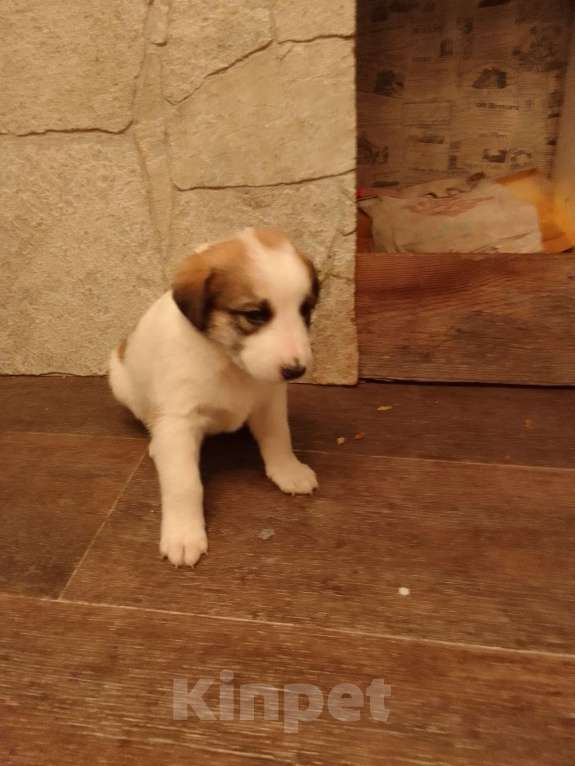 Собаки в Орле: Мальчик Мальчик, Бесплатно - фото 2