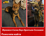Собаки в Хабаровске: Потерялась собака Мальчик, 10 000 руб. - фото 4