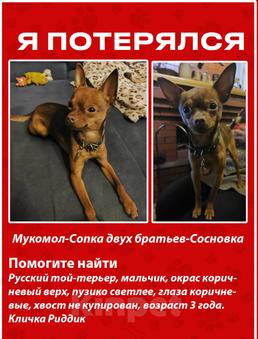 Собаки в Хабаровске: Потерялась собака Мальчик, 10 000 руб. - фото 4