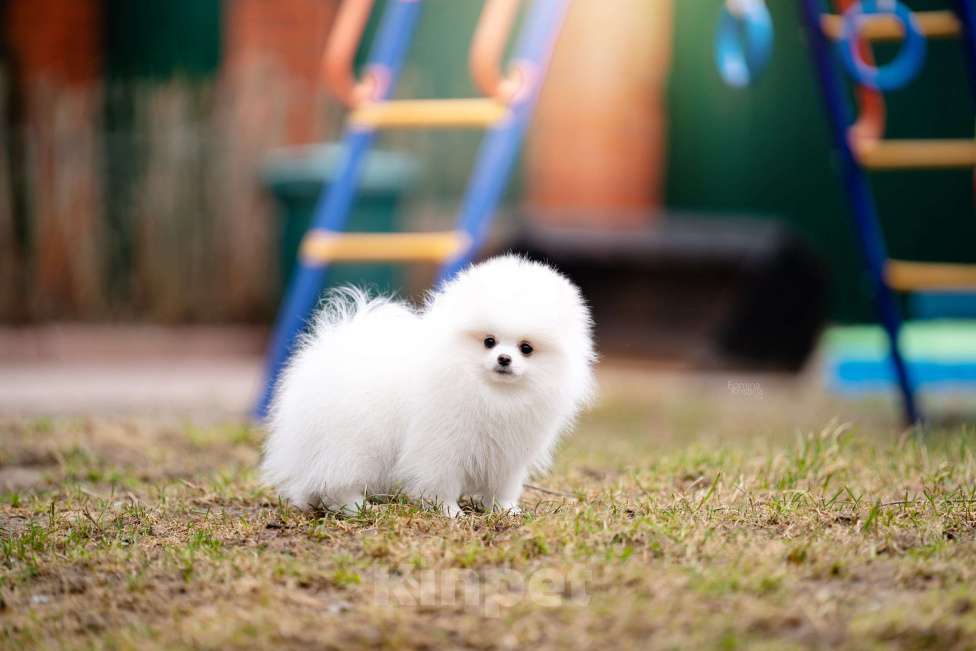 Собаки в Видном: Померанский шпиц Мальчик, 50 000 руб. - фото 3