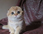 Кошки в Москве: шотландская  кошечка  -золотая шиншилла Девочка, 70 000 руб. - фото 1
