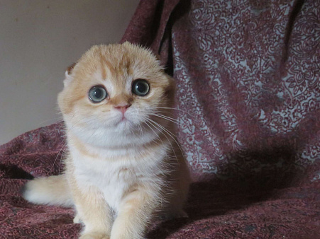 шотландская  кошечка  -золотая шиншилла