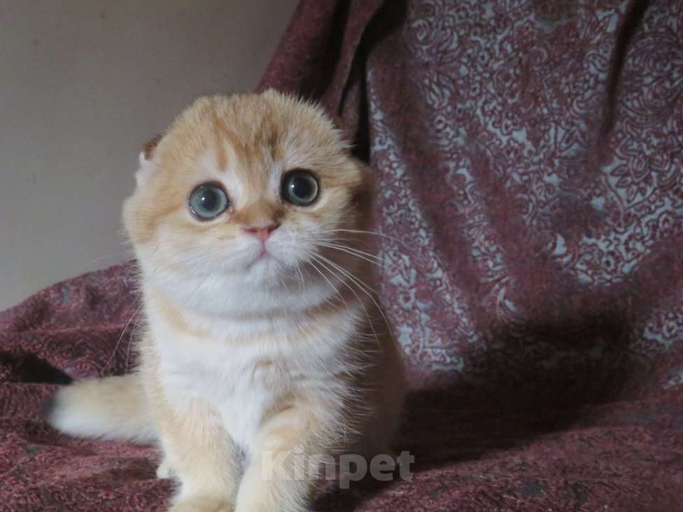 Кошки в Москве: шотландская  кошечка  -золотая шиншилла Девочка, 70 000 руб. - фото 1