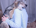 Собаки в Ногинске: Монти - харизматичен, умен, фотогеничен Мальчик, Бесплатно - фото 2