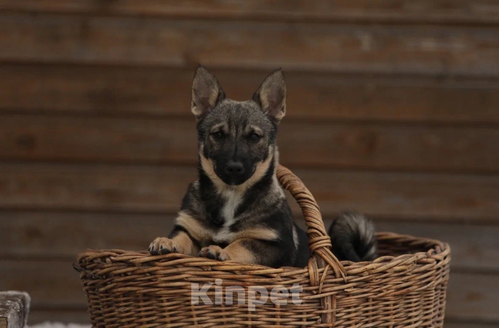 Собаки в Череповце: Шведский ВАЛЬХУНД  Мальчик, 100 000 руб. - фото 5