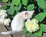Кошки в Липецке: Кошечка в добрые руки Девочка, Бесплатно - фото 1