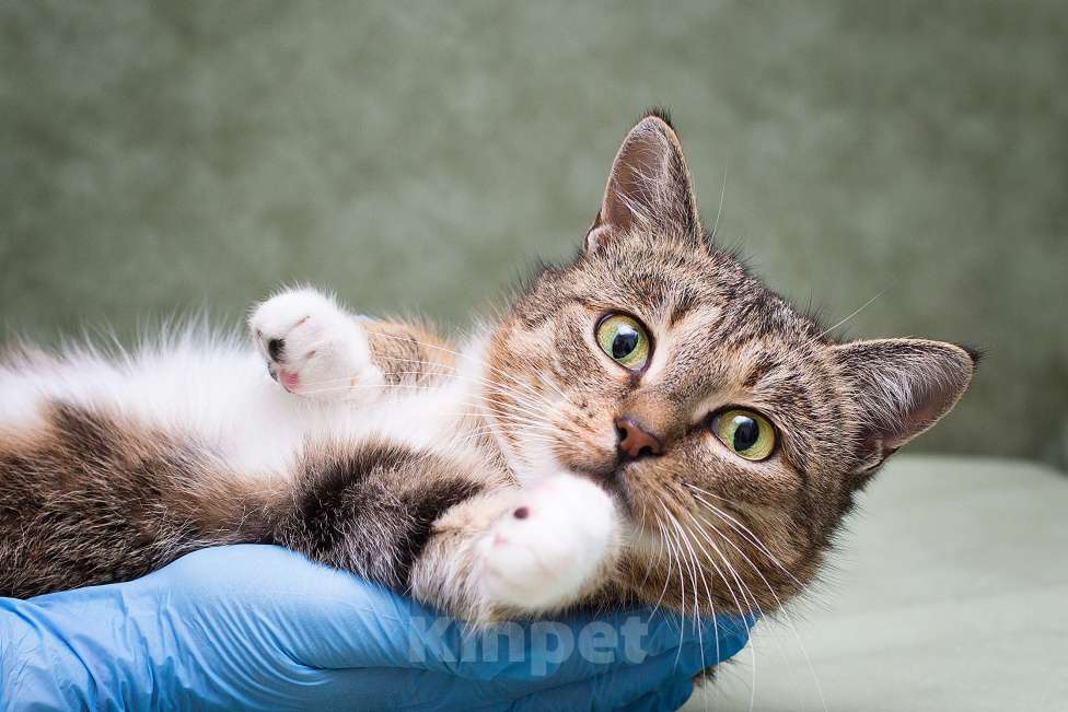 Кошки в Москве: Лета найдет дом до лета?  Девочка, Бесплатно - фото 1