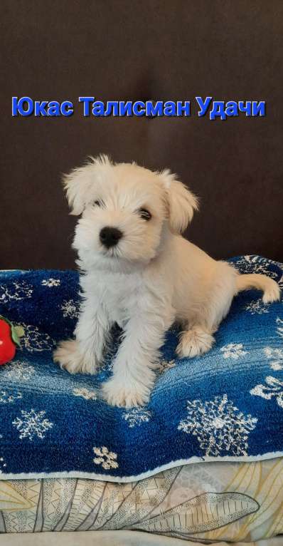 Собаки в Омске: Цвергшнауцер щенок белый Разнополые, Бесплатно - фото 8