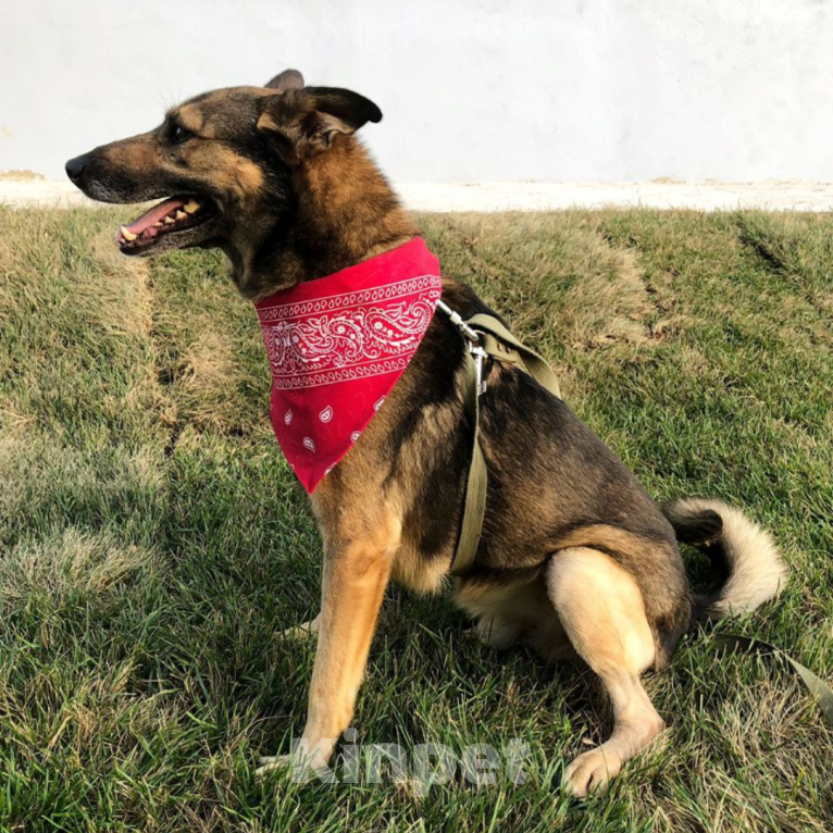 Собаки в Москве: Серёжа Мальчик, Бесплатно - фото 5