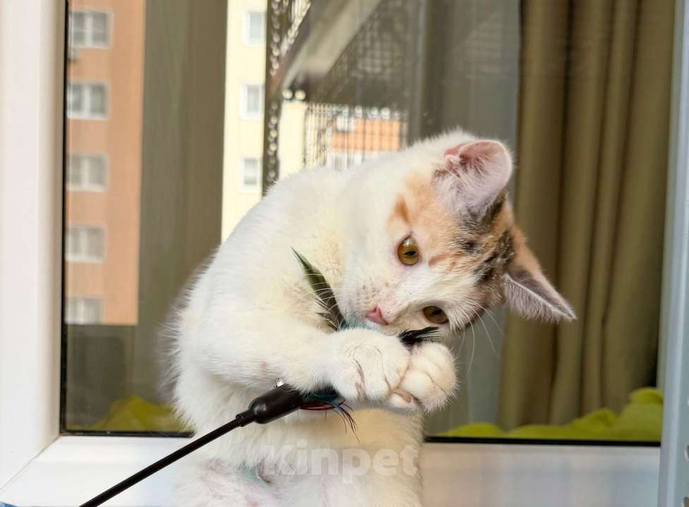 Кошки в Москве: Трехцветная котенок Зефирка в добрые руки Девочка, Бесплатно - фото 2