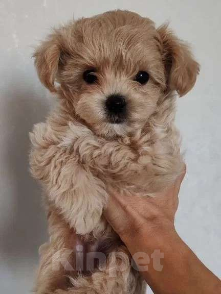 Собаки в Новосибирске: Мальтипу f1 Мальчик, 110 000 руб. - фото 1