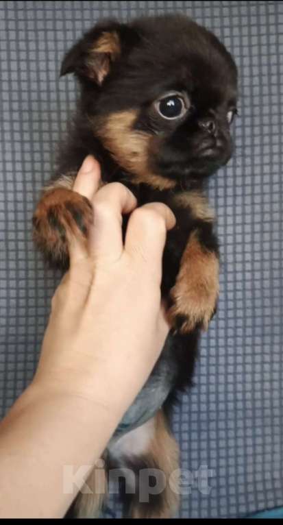 Собаки в Москве: Девочка пти-брабансон Девочка, 50 000 руб. - фото 2