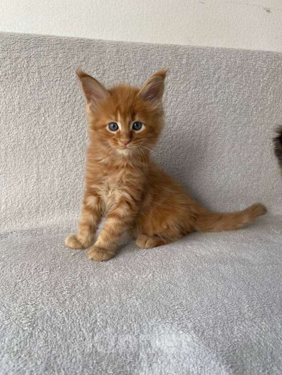 Кошки в Одинцово: Котята мейн кун Мальчик, 45 000 руб. - фото 3