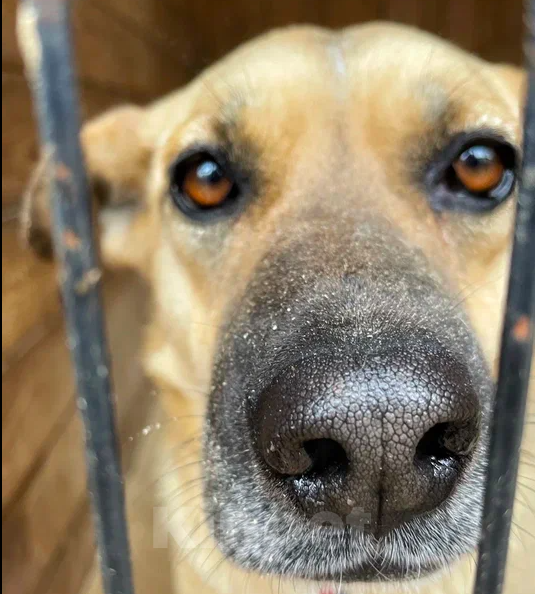 Собаки в Москве: Найда Девочка, Бесплатно - фото 2