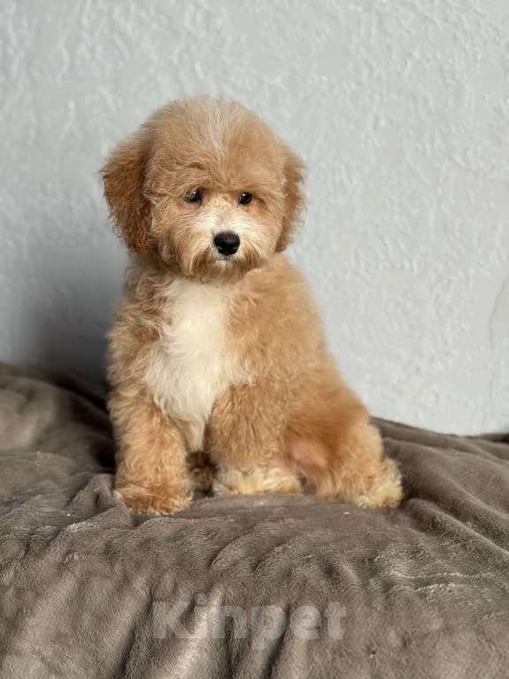 Собаки в Новосибирске: Щенок мальтипу, девочка Девочка, 80 000 руб. - фото 4