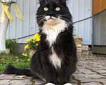 Кошки в Лобне: Шикарный парень в поиске дома  Мальчик, 50 руб. - фото 7