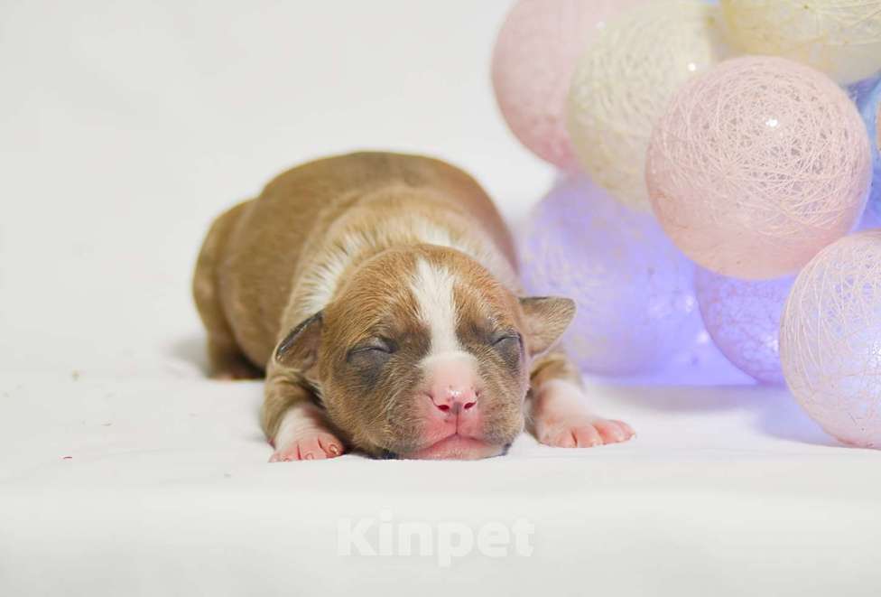 Собаки в Москве: Голубо-палевый мальчик амстафф Мальчик, 60 000 руб. - фото 1