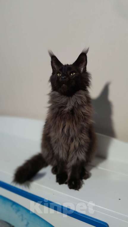 Кошки в Москве: Мейн-кун чёрный Мальчик, 50 000 руб. - фото 5