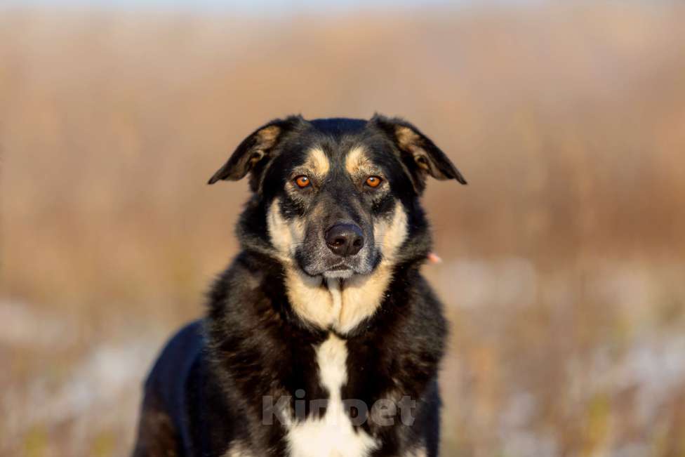 Собаки в Москве: Добряк Бруно ищет дом!  Мальчик, Бесплатно - фото 2