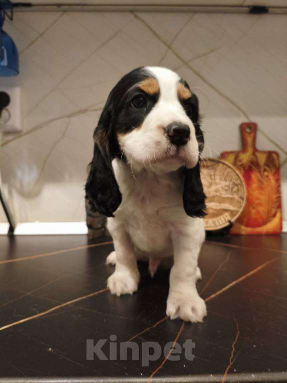 Собаки в Москве: Щенки русского охотничьего спаниеля Мальчик, 25 000 руб. - фото 5