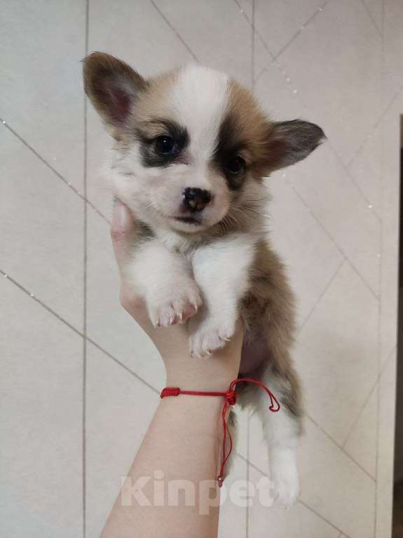 Собаки в Волгограде: Милая девочка Девочка, 40 000 руб. - фото 2