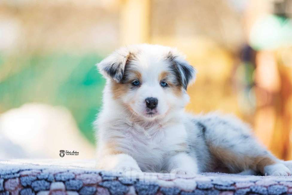 Собаки в Москве: Австралийская овчарка, щенок аусси Девочка, 150 000 руб. - фото 3