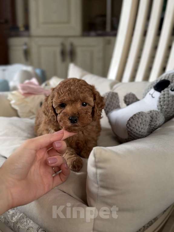 Собаки в Москве: Той пудель Китай РКФ Карамелька Девочка, 150 000 руб. - фото 2