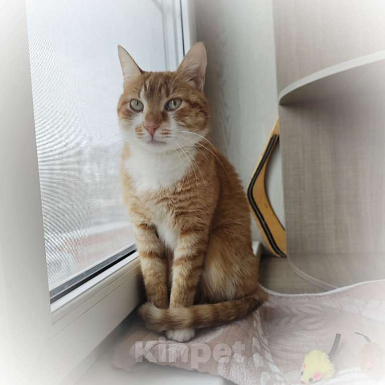 Кошки в Москве: Рыжик Мальчик, 1 руб. - фото 4