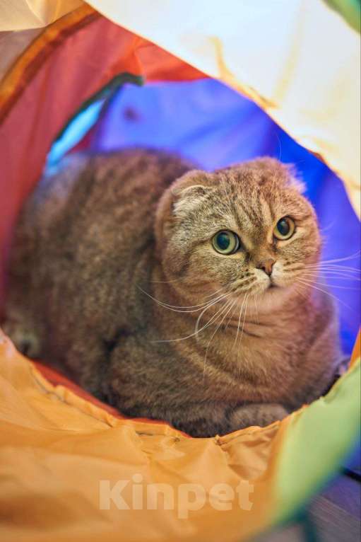 Кошки в Москве: Кошка Белла в добрые руки Девочка, Бесплатно - фото 3