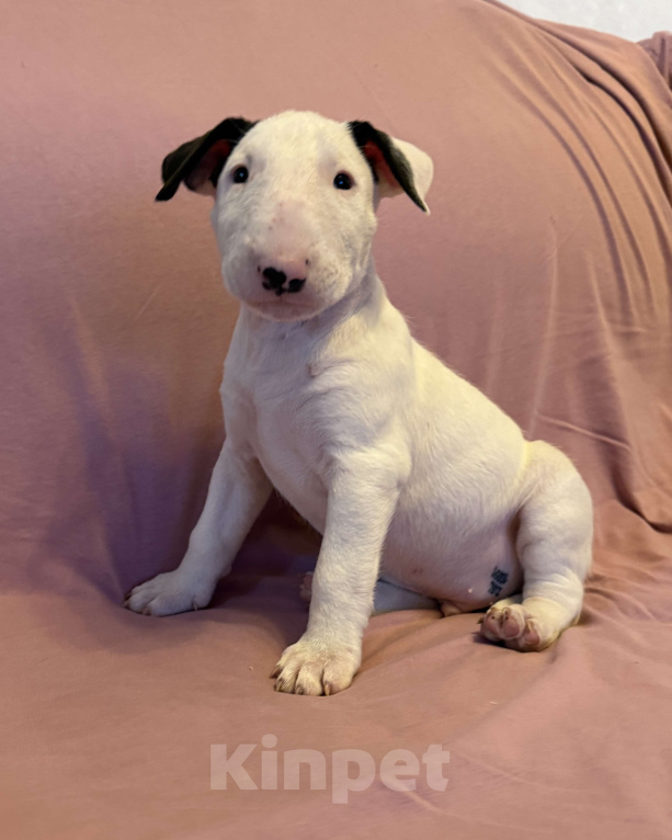 Собаки в других городах Московской области: Герой Первых Льдов Мальчик, 85 000 руб. - фото 2