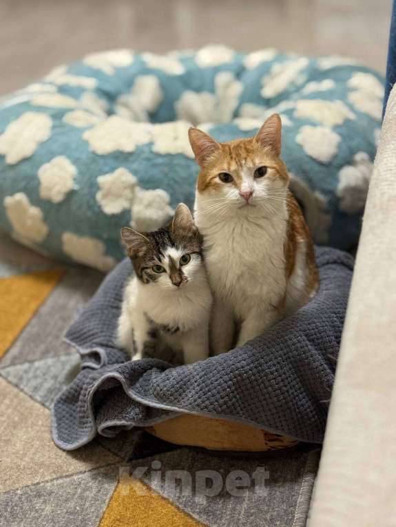 Кошки в Балашихе: Бабл Ти и Котя в одни руки Девочка, Бесплатно - фото 1