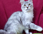 Кошки в Сочи: Котенок Мейн кун Мальчик, 60 000 руб. - фото 3