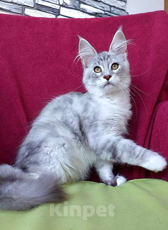Кошки в Сочи: Котенок Мейн кун Мальчик, 60 000 руб. - фото 3