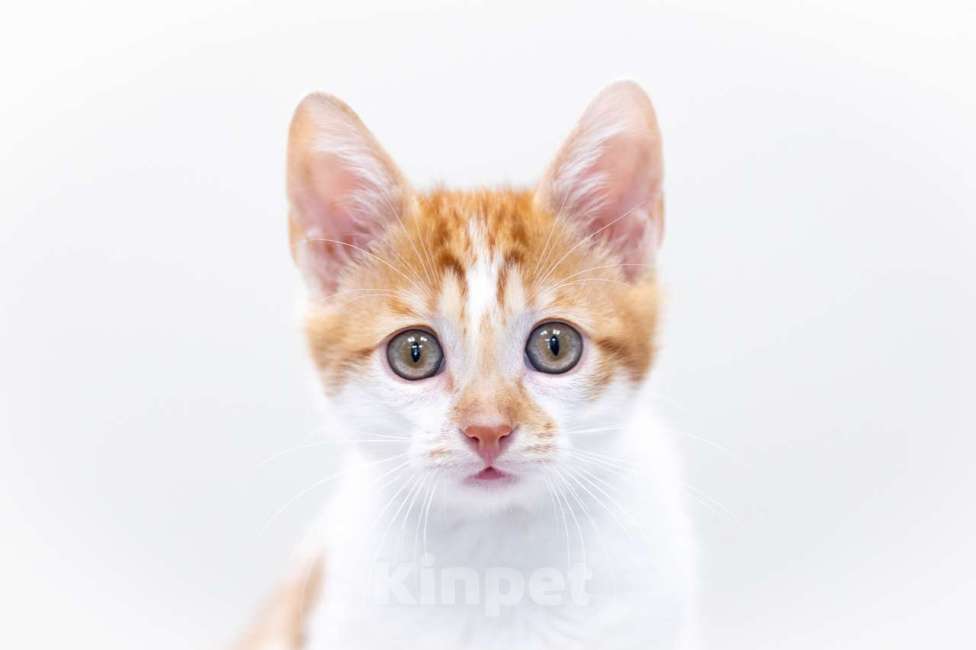 Кошки в Москве: Малыш Бернар ищет семью Мальчик, Бесплатно - фото 6