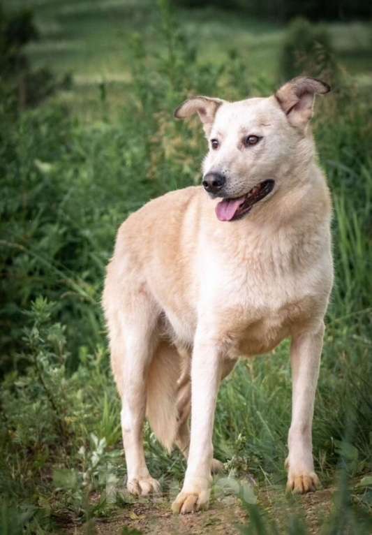 Собаки в других городах Владимирской области: Белоснежка в добрые руки) Девочка, Бесплатно - фото 3