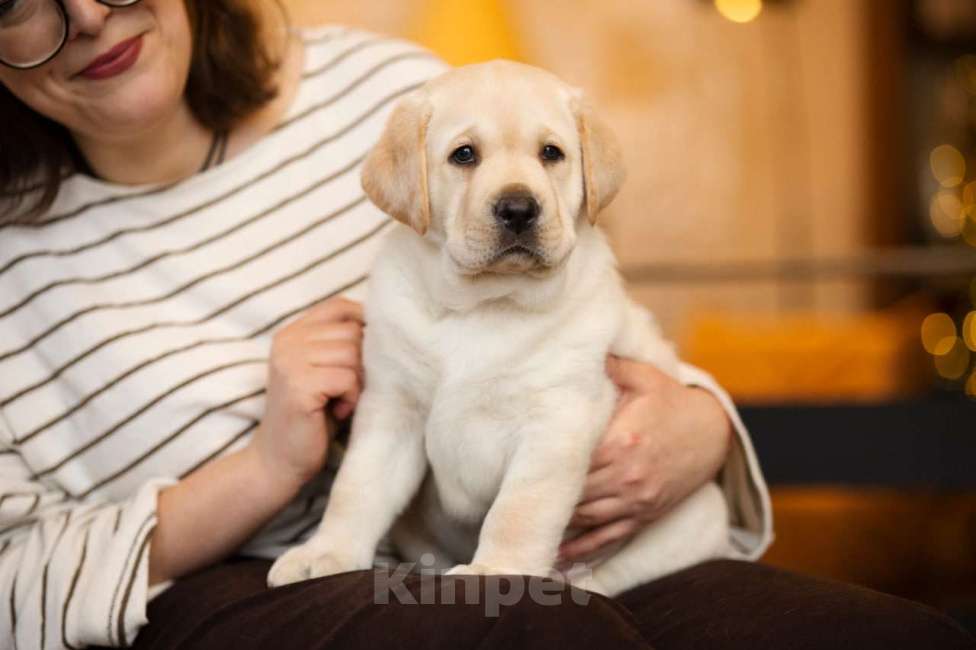 Собаки в Санкт-Петербурге: IRISLAV YEAR WINNER Мальчик, 200 000 руб. - фото 2