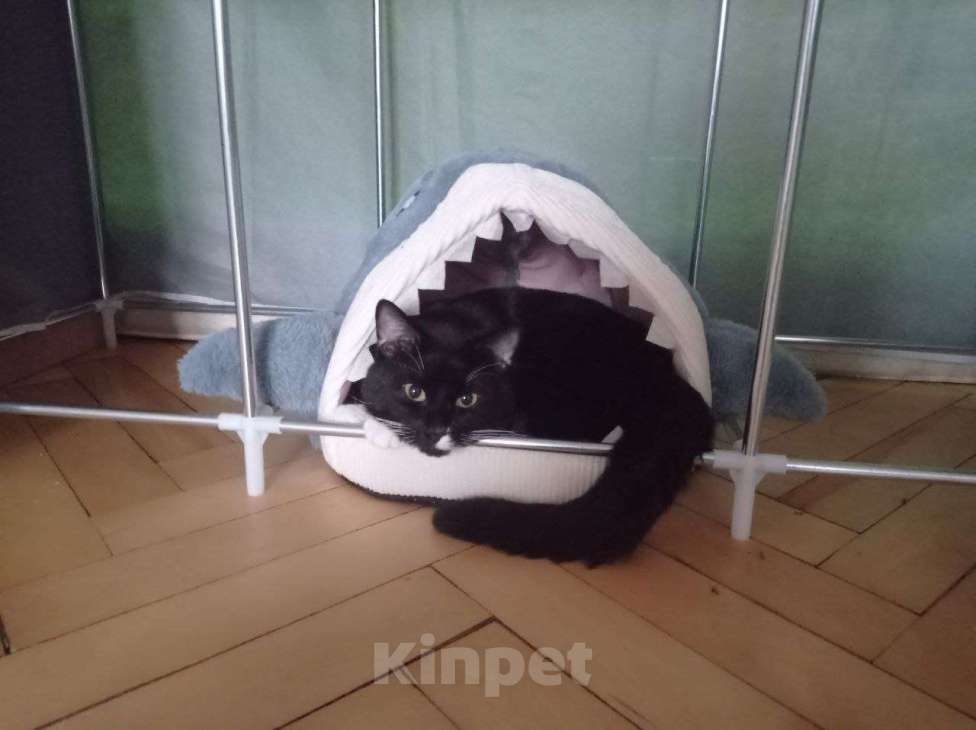 Кошки в Санкт-Петербурге: Кот в добрые руки  Мальчик, Бесплатно - фото 1