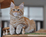 Кошки в Одинцово: Рыжее совершенство Девочка, 30 000 руб. - фото 8