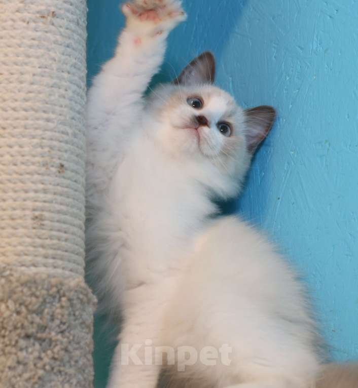 Кошки в Санкт-Петербурге: Рэгдолл Девочка, 35 000 руб. - фото 4