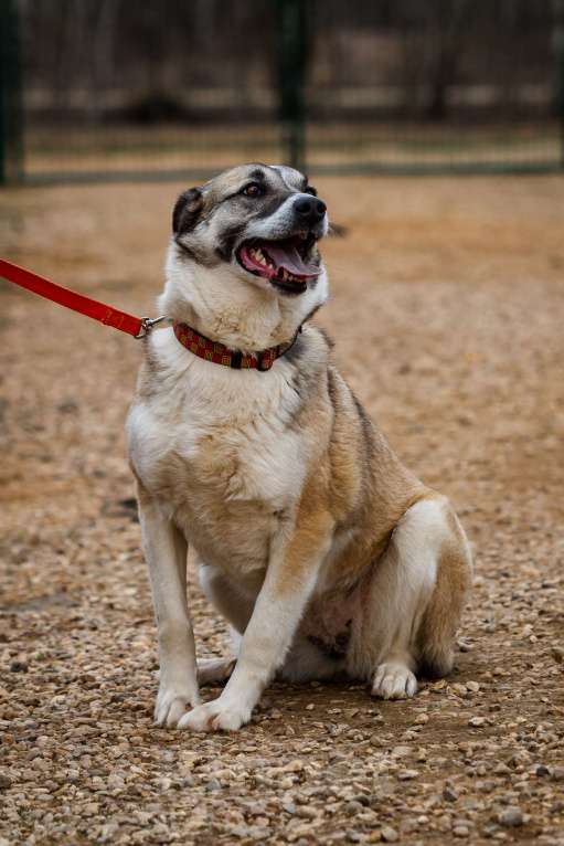 Собаки в Москве: Дейзи Девочка, Бесплатно - фото 12