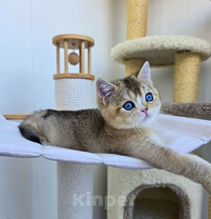 Кошки в Хабаровске: Британский котик с синими глазами Мальчик, 50 000 руб. - фото 2
