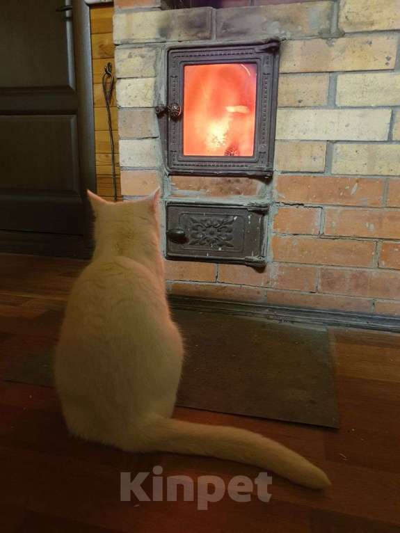 Кошки в Дмитрове: Кошечки стерилизованные  Девочка, Бесплатно - фото 3