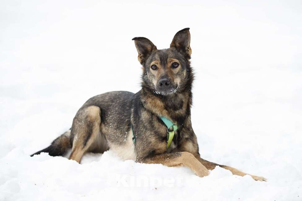 Собаки в Москве: Миниатюрная Мята в поисках заботливой семьи Девочка, Бесплатно - фото 1