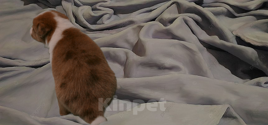 Собаки в Москве: Бордер колли девочка- Огонь Девочка, 120 000 руб. - фото 4