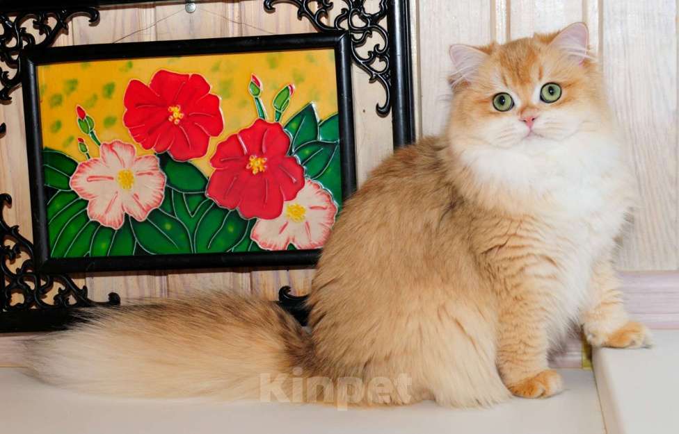 Кошки в Рыбинске: Британская длинношерстная девочка 5,5 мес Девочка, 30 000 руб. - фото 3