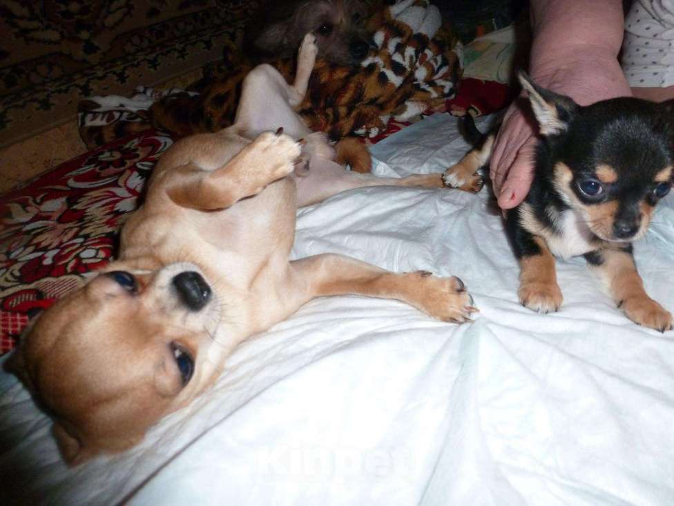 Собаки в Петрозаводске: Кобель на вязку. Мальчик, 5 000 руб. - фото 1